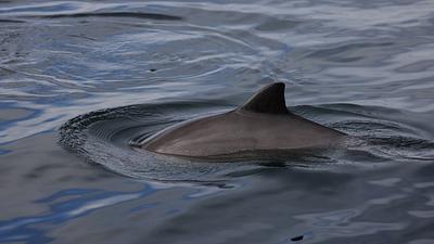 A Harbour Porpoise's triangular dorsal fin emerging from dark water