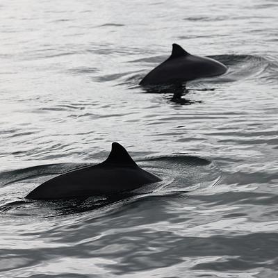 The triangular dorsal fins of two Harbour Porpoises emerging from dark water