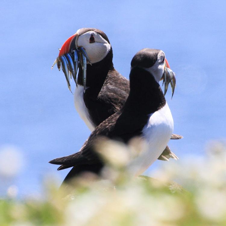 Puffin photo