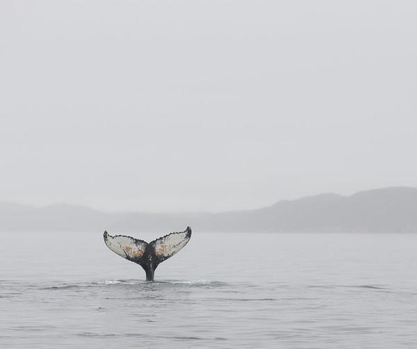 humpback whale tail 