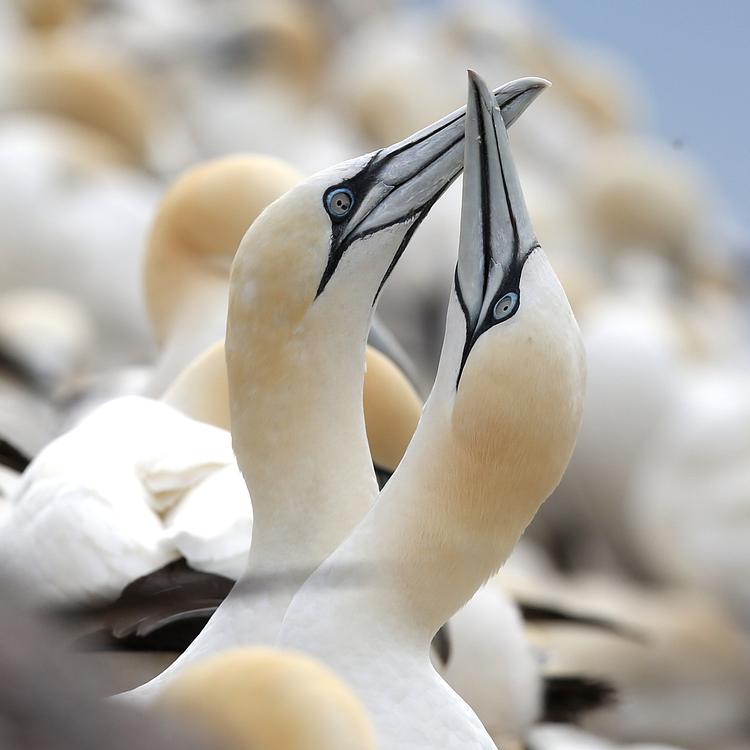 Gannet photo