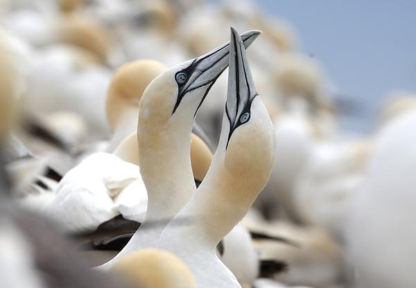 2 Northern gannets crossing beaks 