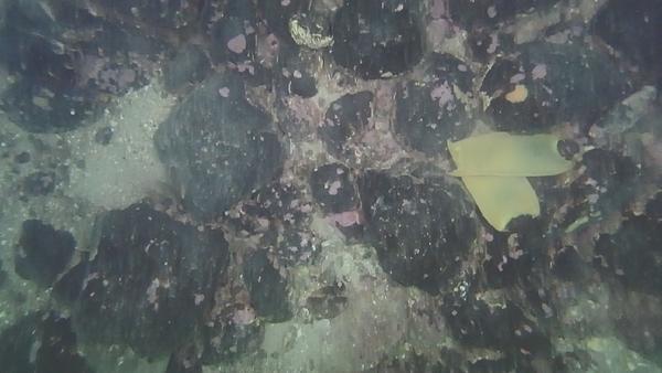 Skate Eggs on the seabed