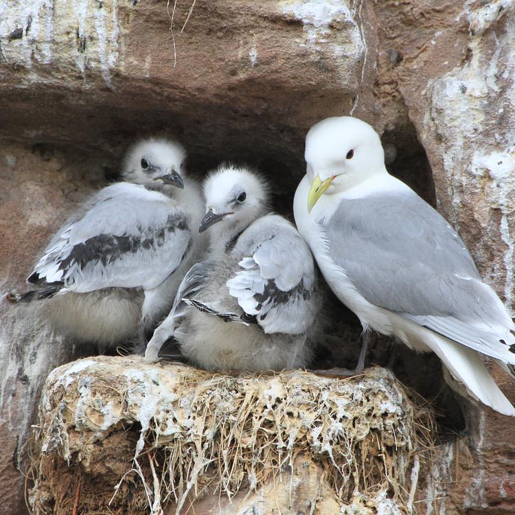 Kittiwake photo