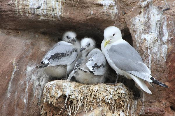 An adult kittiwake standing on the edge of a nest with two fluffy chicks 