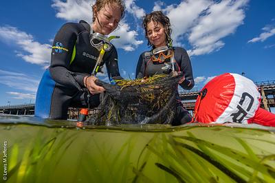 Seagrass seed collection