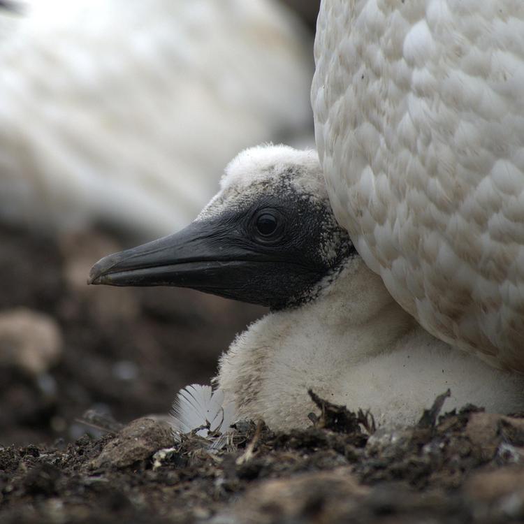 Heat Stress in Northern Gannets photo