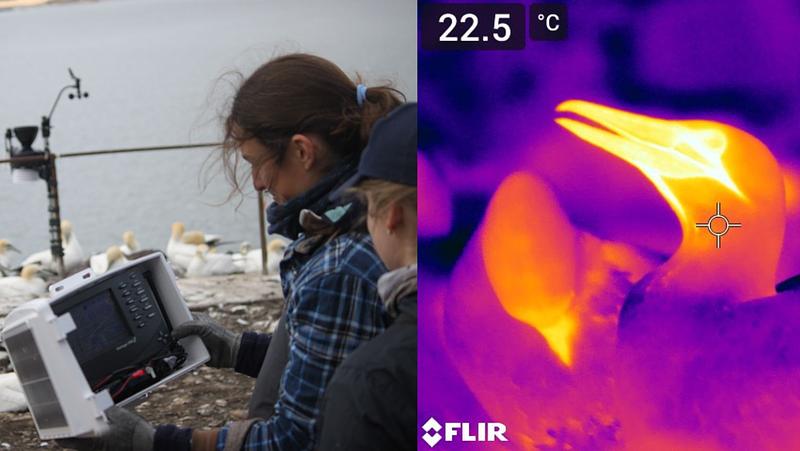 Two images side-by-side; on the left, two researchers sit on the Bass Rock and observe something on a screen - on the right, two gannets are shown using thermal imagery, with yellow/white colours showing 'hot' areas and blue/purple areas showing 'cooler' areas. The face and beak is bright yellow.