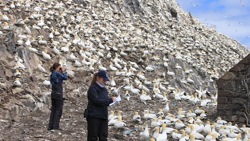 Two researchers stand and make notes amongst a swathe of adult Northern Gannets (large white seabirds with yellow-orange heads) on the Bass Rock