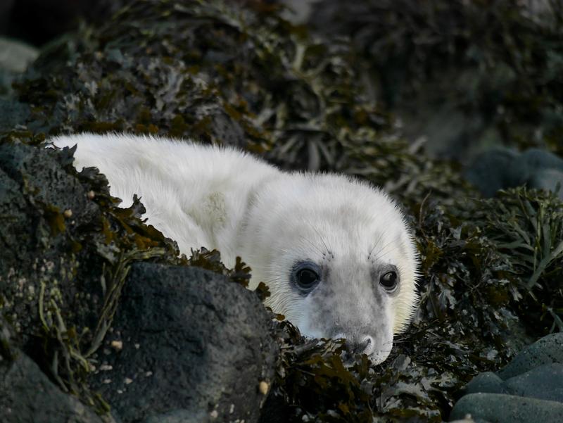 White seal pup in seaweed