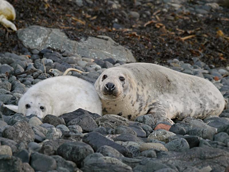 Mother and pup 