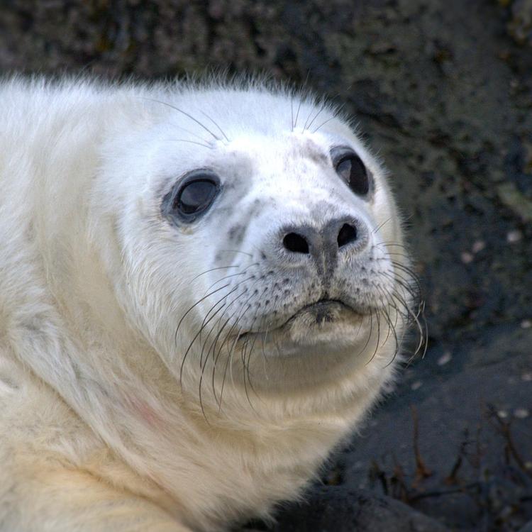 Injured marine mammals  photo