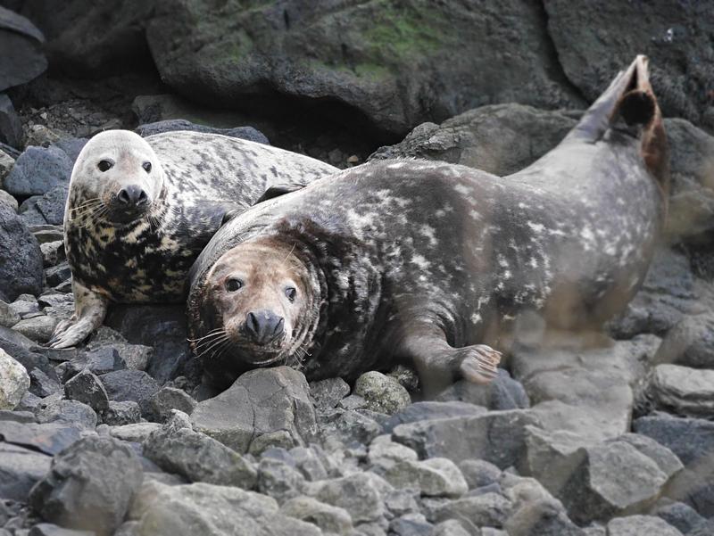 An adult female and adult grey seal 