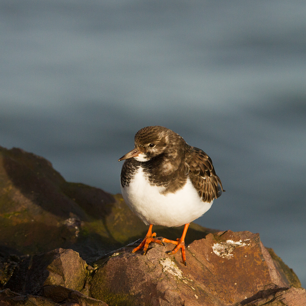 Turnstone standing on a rock 