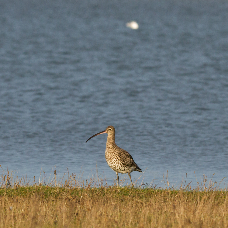 Curlew photo