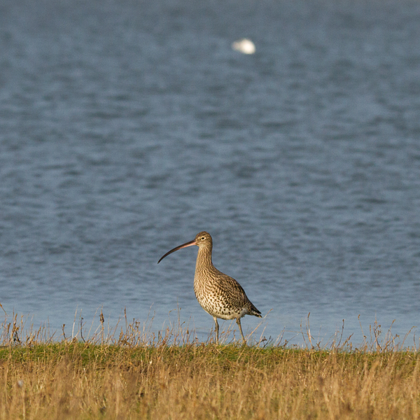 Curlew standing on grass