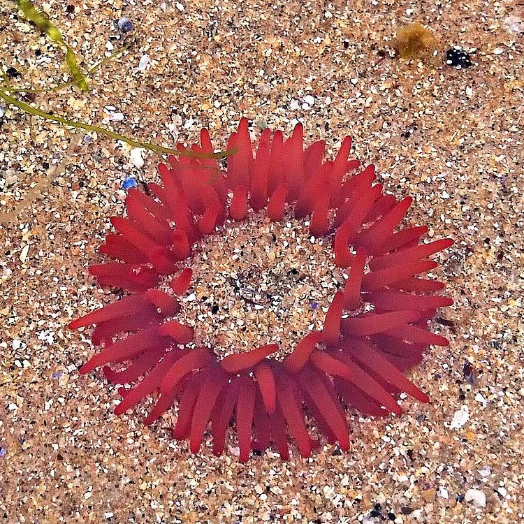 Beadlet Anemone photo