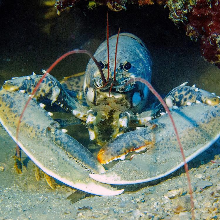 Common Lobster photo