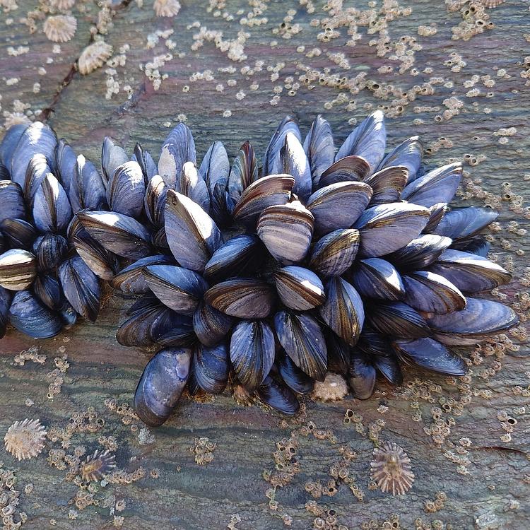 Common Mussel	 photo