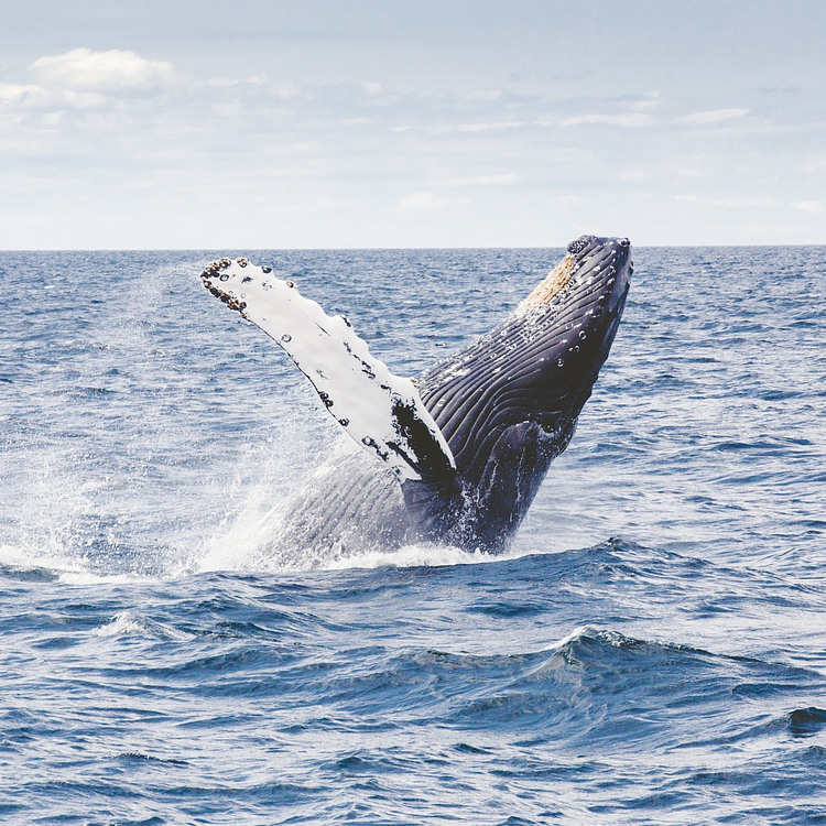 Humpback Whale photo