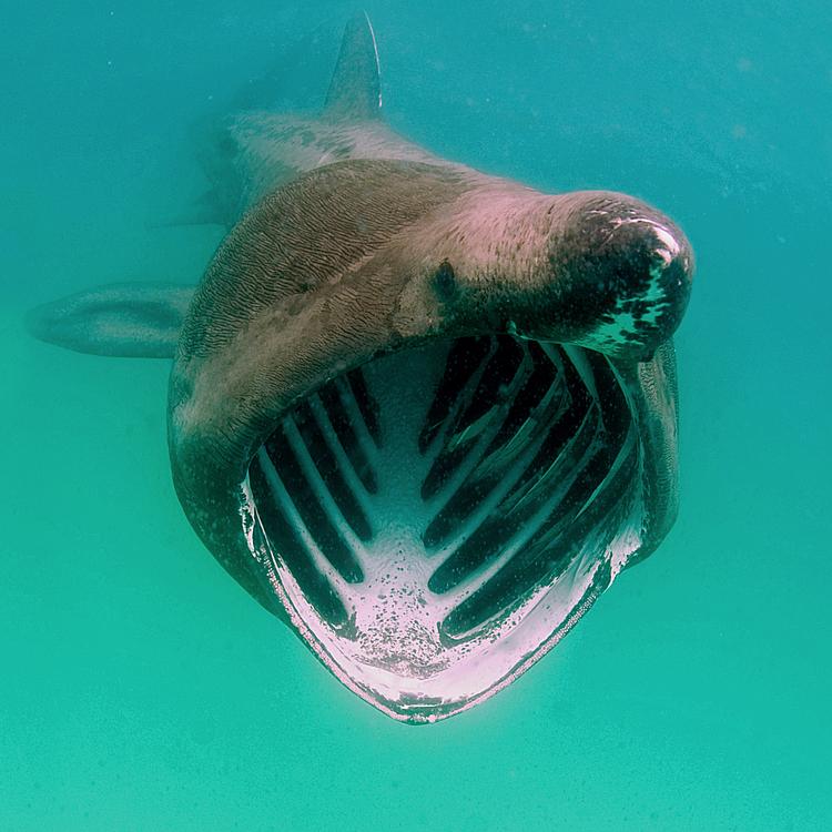 Basking Shark photo