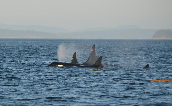 Several orca surfacing 