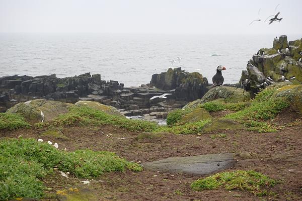 A puffin watches from a clifftop on the Isle of May as razorbills, guillemots and kittiwakes soar through a bleak grey sky