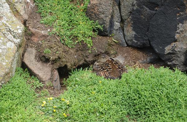 A female eider camouflages very well against the mud and rocks amongst which she is tightly huddled on the Isle of May