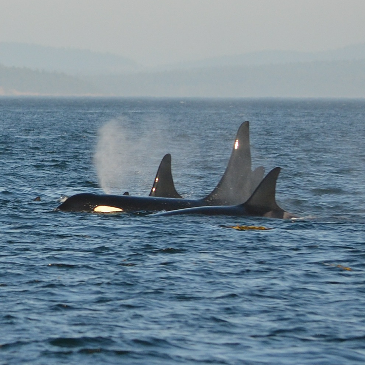 Orca (Killer Whale) photo