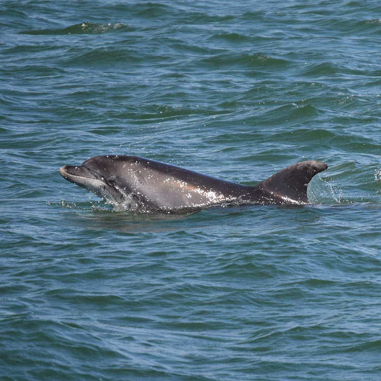 Bottlenose Dolphin photo