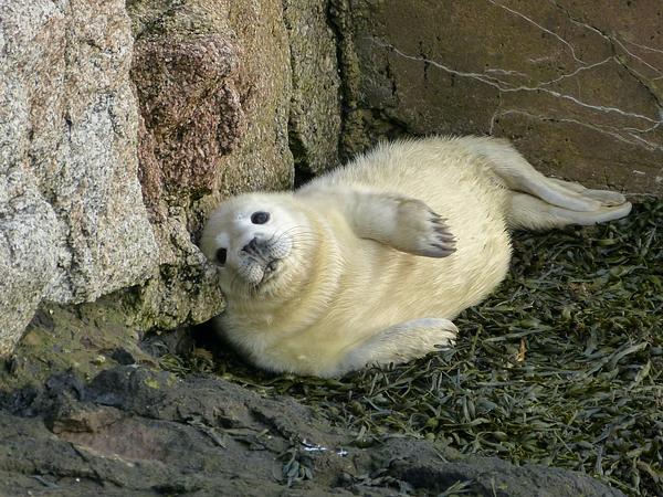 Young seal pup on the Isle of May.