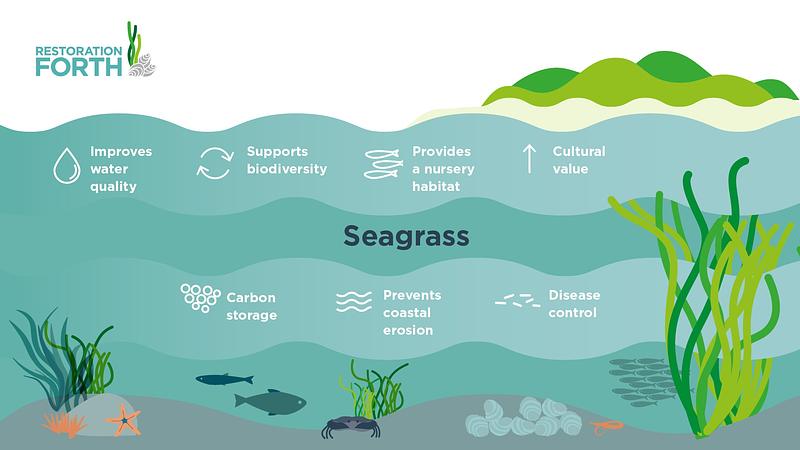 Best of BMT: seagrass habitat restoration