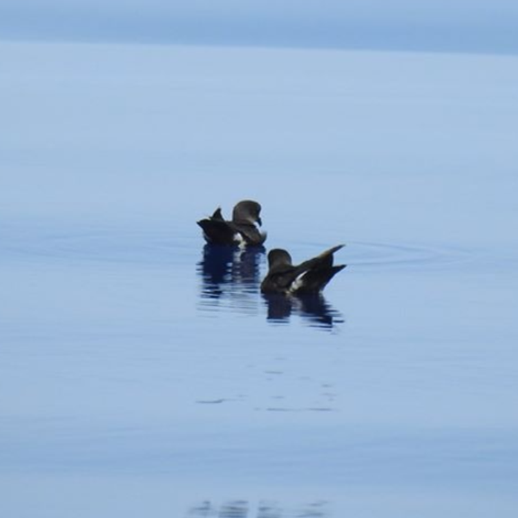 Storm-petrel photo