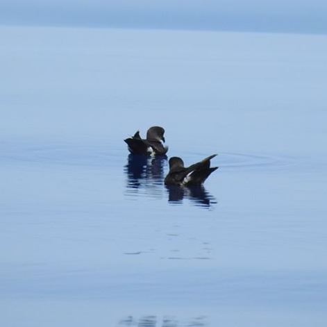 2 storm petrels on the water