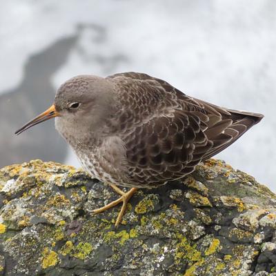 Purple Sandpiper on a rock encrusted with yellow lichens, viewed from above