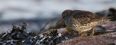 Purple Sandpiper on a rocky shore amongst seaweed