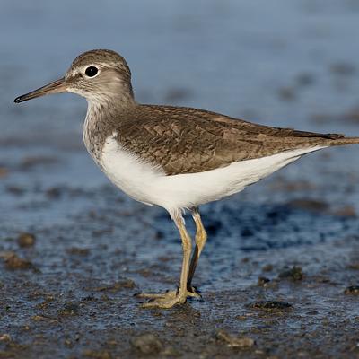 A common sandpiper viewed side-on