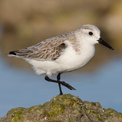 A Sanderling in winter plumage balances on a muddy prominence by the seashore