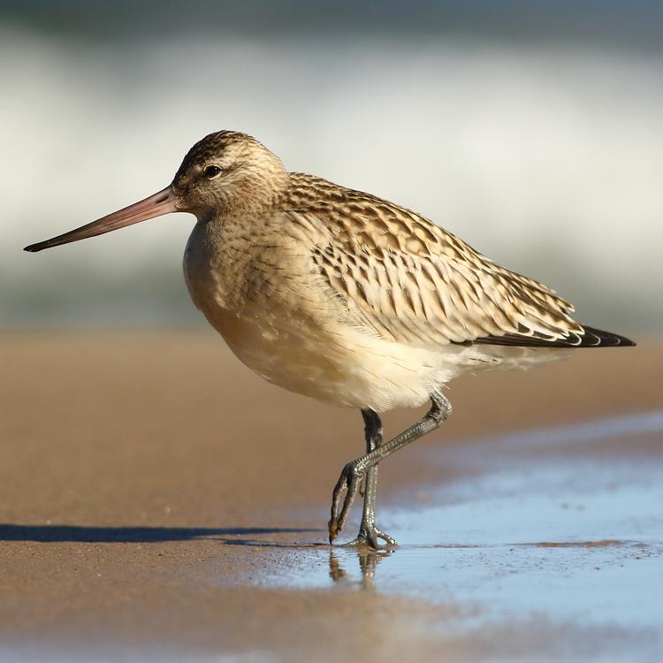 Bar-Tailed Godwit photo