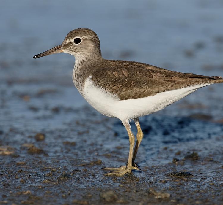 Common Sandpiper photo