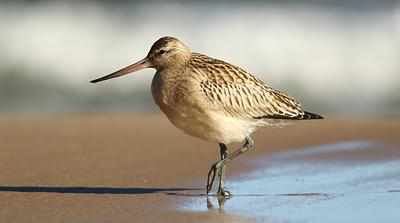 Bar-tailed godwit walking along wet sand