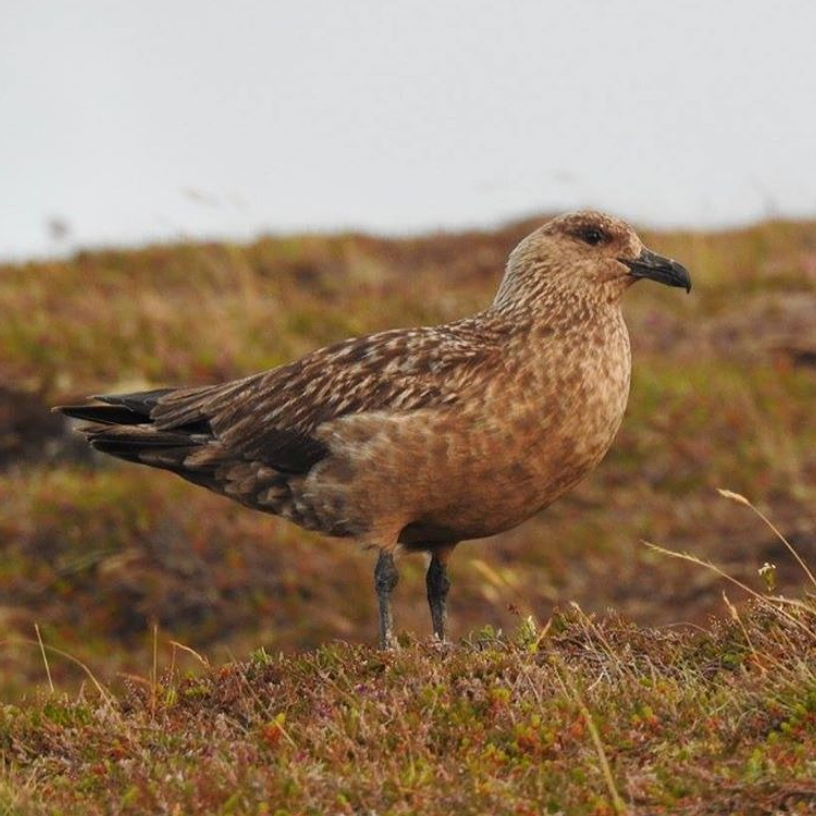 Great Skua photo