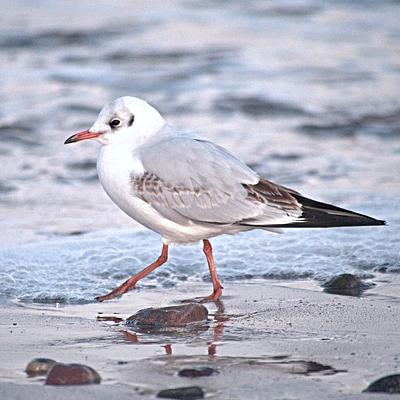 A black-headed gull in its winter plumage walks over a sandy shore