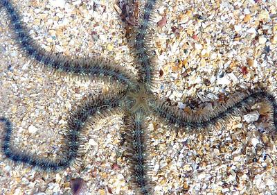 A close-up of a common brittlestar upon coarse sand