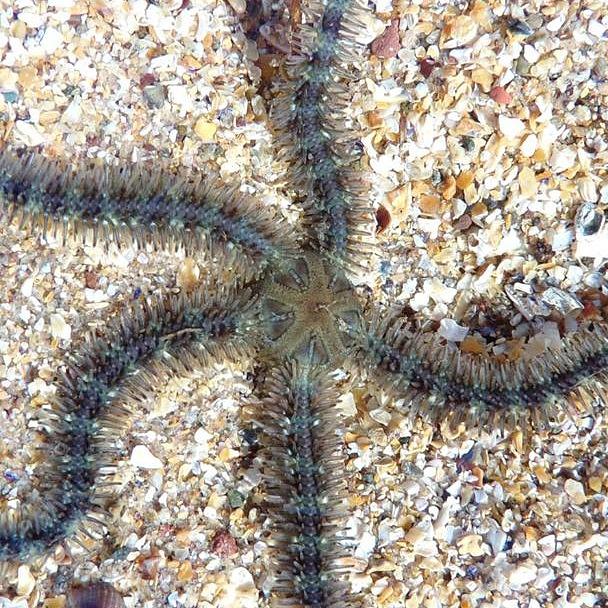 Common Brittlestar photo