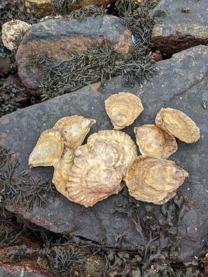 A collection of cream-coloured native oysters scattered upon a rock amongst seaweed