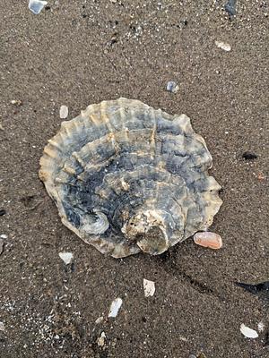 A blue-grey native oyster upon wet sand