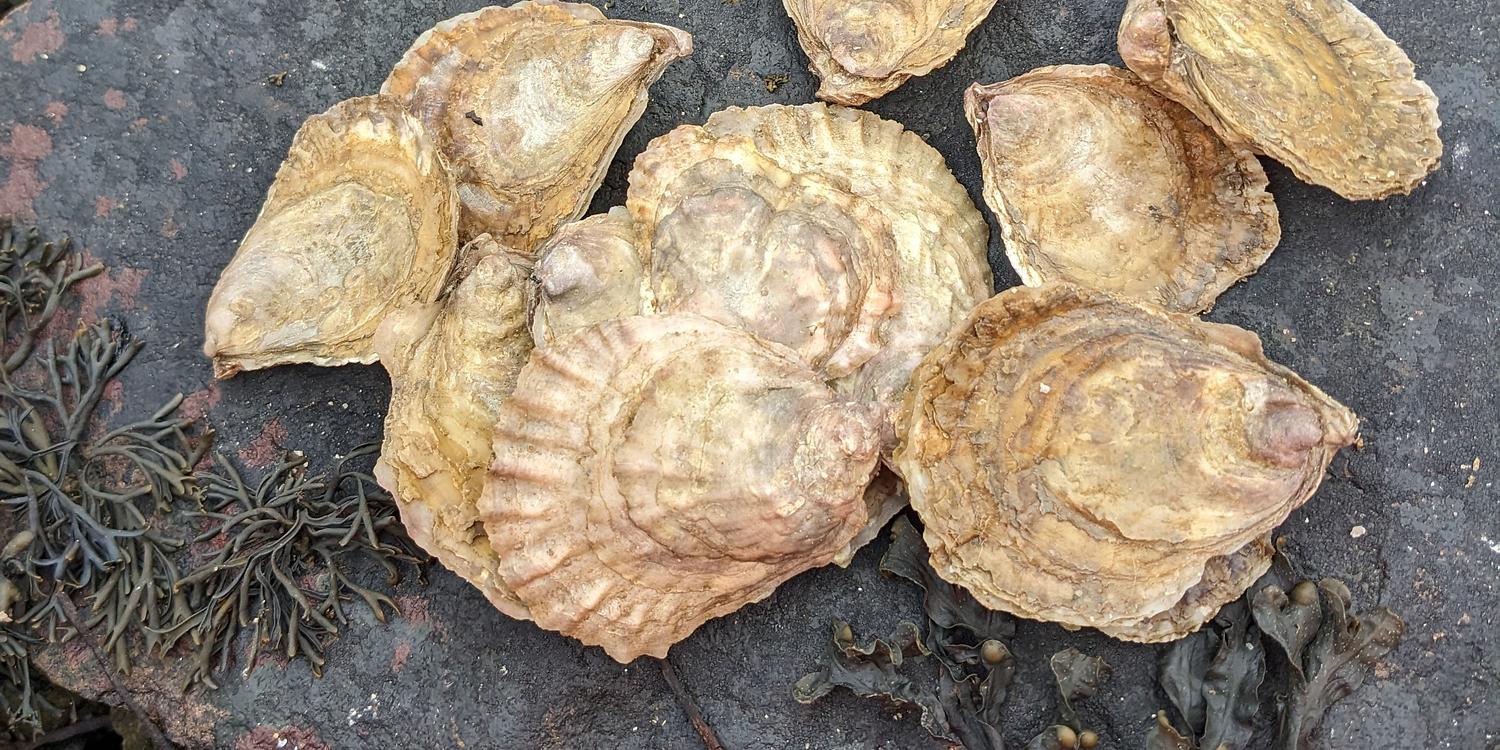 Scottish Seabird Centre