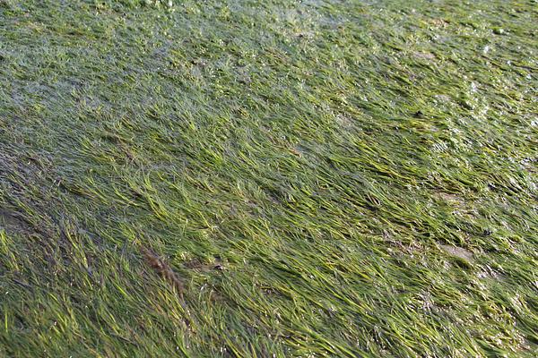 A lush green seagrass meadow, exposed by the tide