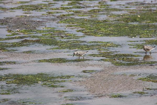 Two sanderlings wade through the shallow water surrounding a seagrass meadow at low tide